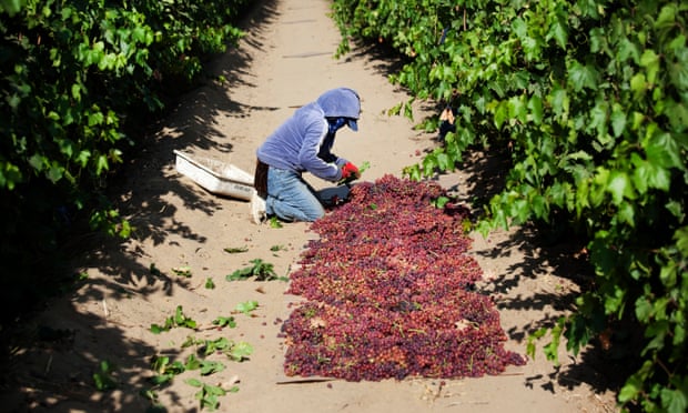 A  Mexican worker in a California vineyard, near the town of Lamont.