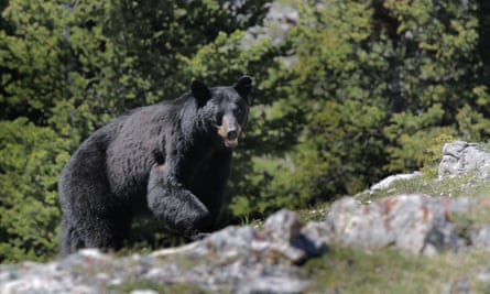Clack bear approaching on West Wind Pass, Rockies, Alberta