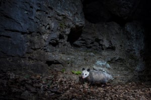North America’s only marsupial, the Virginia opossum, in front of a background of vuggy limestone.