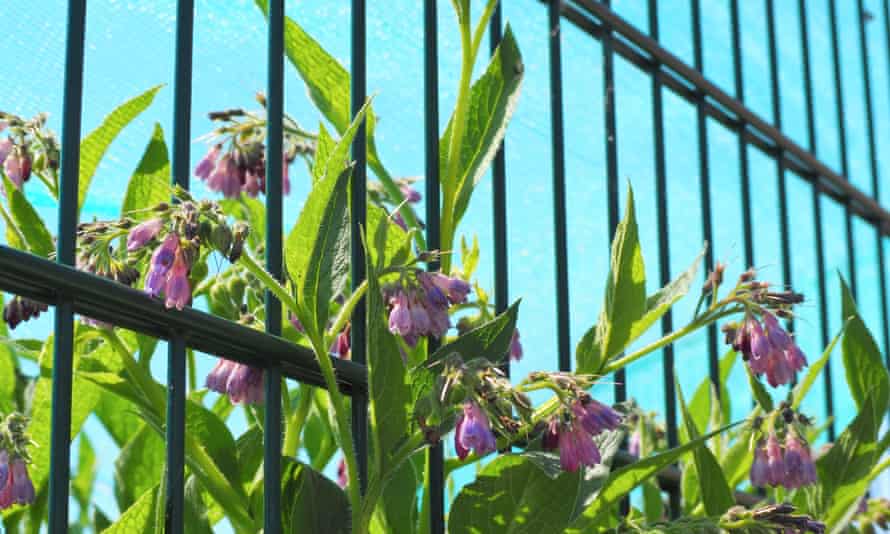 Comfrey, Stoke-on-Trent.