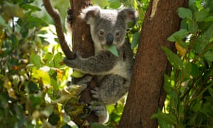 A young koala feeds on gum leaves at the Currumbin Wildlife Sanctuary on the Gold Coast.