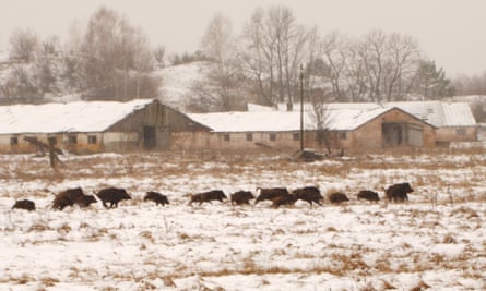 A group of wild boar frolic in the Chernobyl exclusion zone, free from human interference.