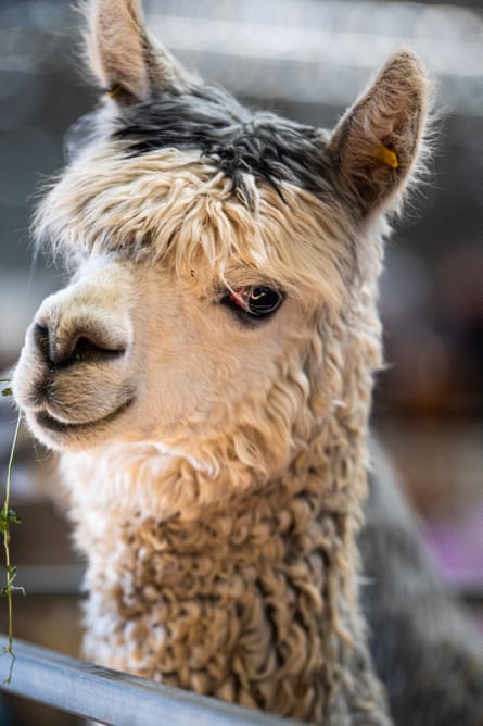 Coloured suri alpaca