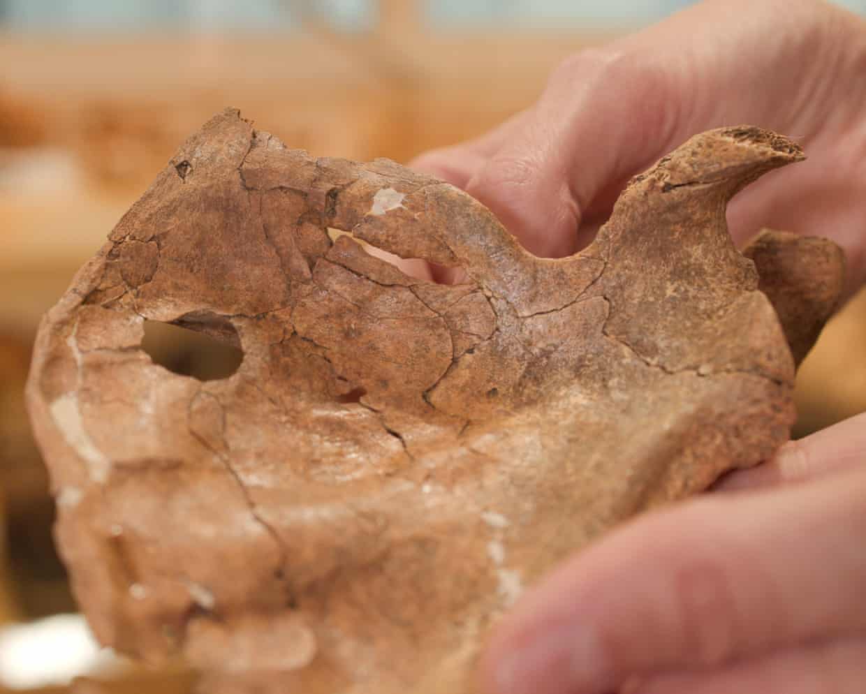 70,000-Year-Old Injury