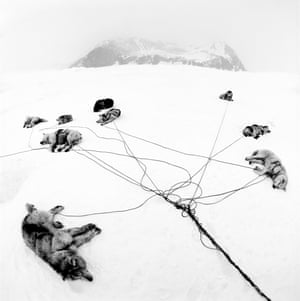 Dogs lying on the snow in Eastern Greenland, tethered to a sledge
