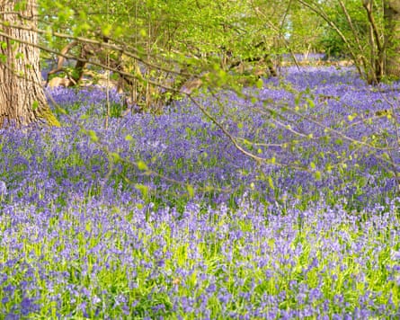 Native British bluebells (Hyacinthoides non-scripta) carpet the woodland floor at the National Trust Little Wix Wood at Hatchlands in East Clandon, near Guildford, Surrey on a sunny afternoon.