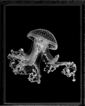 A stunning, lacy jellyfish against a black background