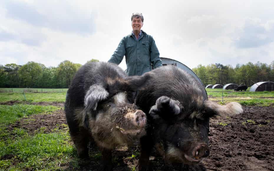 Kees Scheepens and his two favourite pigs: Borough, left, and Oma.