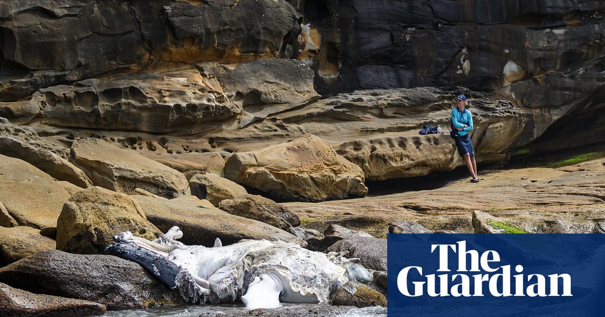 ‘Almost looks fake’: two Sydney beaches closed after whale carcass washes up