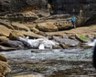 ‘Almost looks fake’: two Sydney beaches closed after whale carcass washes up