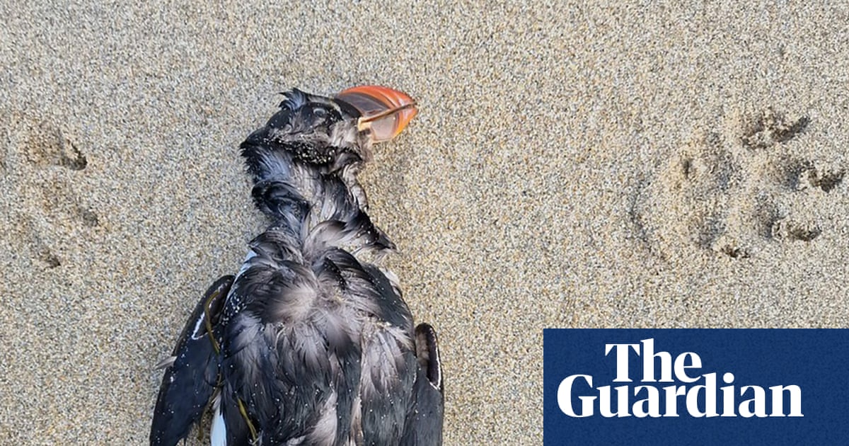 ‘A real dark situation to be in’: thousands of starving seabirds stranded in biggest ‘wreck’ in a decade