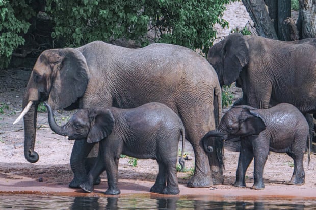 Elephants can be our best guides toward the health of our entire planet. Healthy herds mean healthy ecosystems, enabling greater biodiversity, a natural resilience to climate change, and a future where animals and communities can not only coexist but thrive.