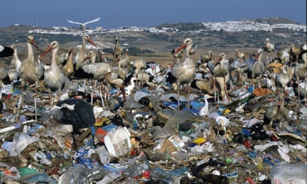 A European White Stork scavenging on a landfill site in Spain.