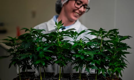 Cannabis production at Tilray’s production site in Cantanhede, Portugal.