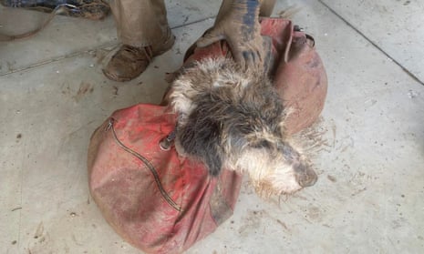 The dog didn’t seem to have any injures, but she was ‘really malnourished’, Rick Haley said.