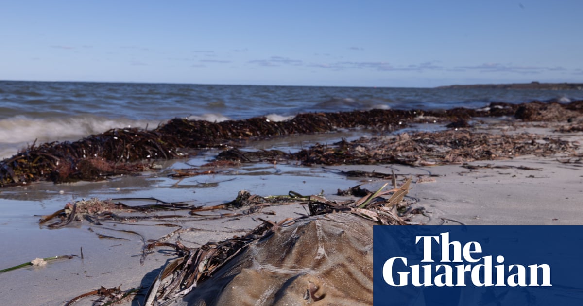 South Australian toxic algal bloom killed more than 8,000 sharks and rays, including endangered species