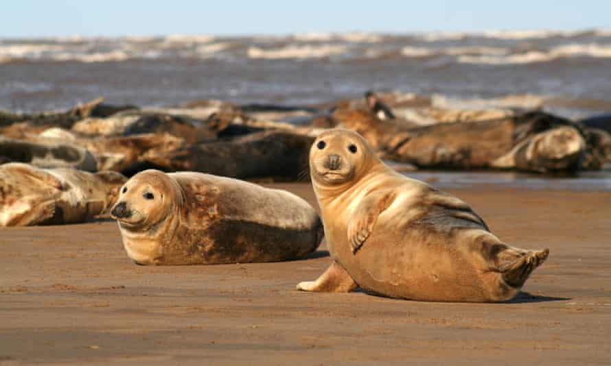 Grey Seals on the beach at Donna Nook.