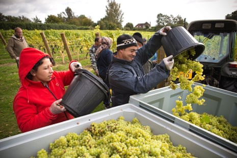 Fruit pickers in the vineyards at English wine maker Chapel Down Wines, Tenterden, Kent.