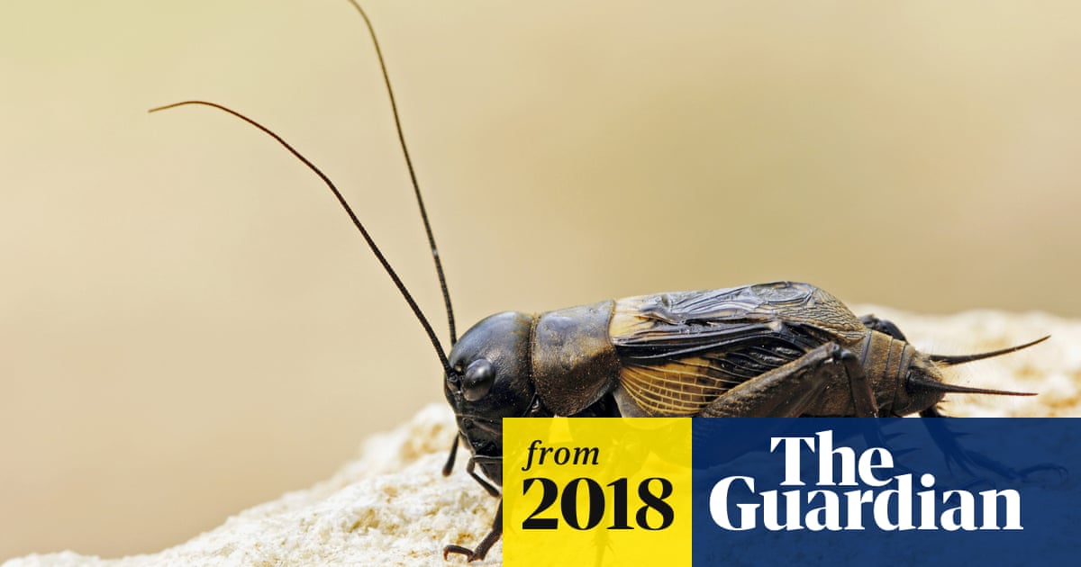 Performed With The Voice Silent Crossword Clue 'Evolution in real time': silent crickets still singing for a mate