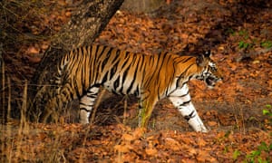 Tigress in Bandhavgarh Tiger Reserve