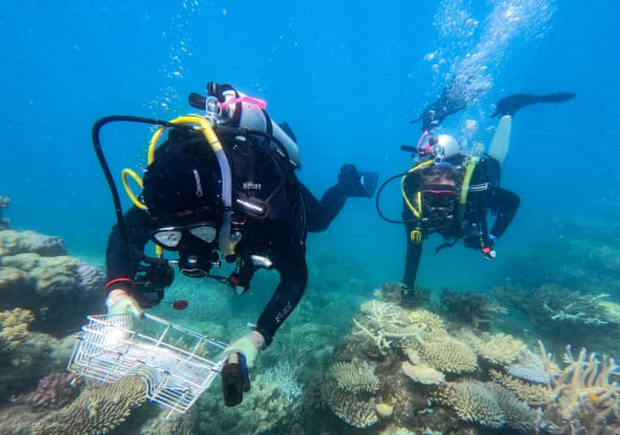 A researcher collects coral in at Wood and Martin reefs
