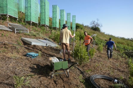 The fog collectors on the hillside in Gran Canaria are helping to restore laurisilva forest in areas at risk of desertification.