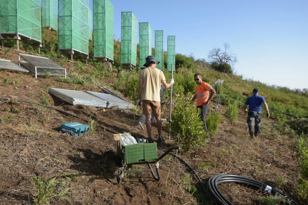 Hillside fog collectors in Gran Canaria help restore the Loriselva Forest in areas at risk of desertification.