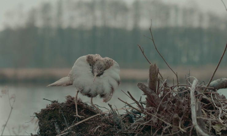Dead Birds Flying High review – intriguing naturalist portrait swerves the Nazi question Dead Birds Flying High review – intriguing naturalist portrait swerves the Nazi question