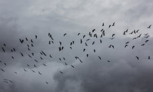 A flock of seagulls flies  over beach, City Beach, Woollongong, NSW, Australia. 26 February 2022.