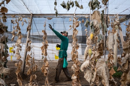 The worker reaches towards a hanging plant