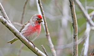 A redpoll in bare branches
