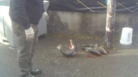 Bleeding fish after allegedly being clubbed.