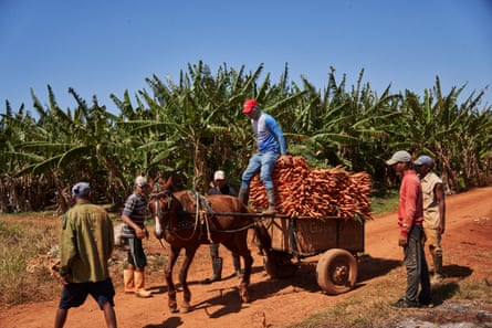 A horse and cart are piled high with carrots. A man stands at the front of the cart and five men stand around it