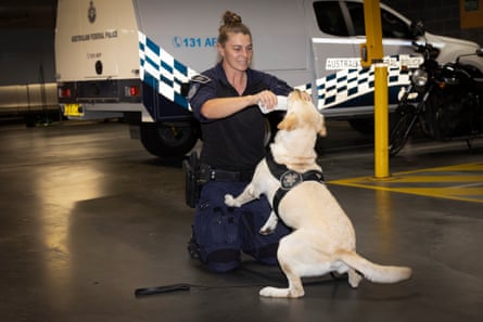 A sniffer dog playing with a female police officer dressed in a navy uniform 