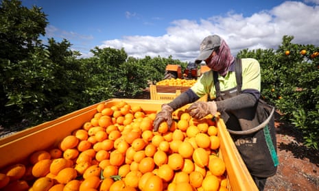 A seasonal worker harvests Valencia oranges
