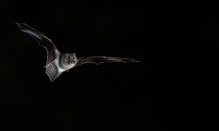 Barbastelle bat flying at night