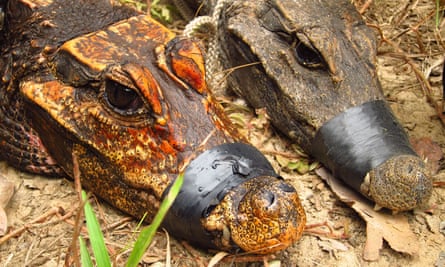 Side-by-side comparison of a cave African dwarf crocodile and a forest-dwelling one.