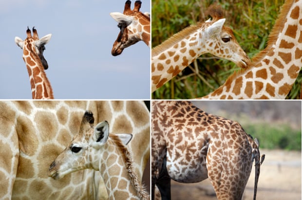 Image result for Researchers discover there are not just one  but four species of giraffe