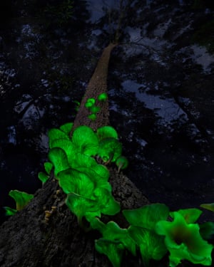 Omphalotus nidiformis brilhando em um verde misterioso na escuridão