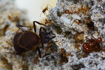 Leaf cutter Queen ant surveys her colony.