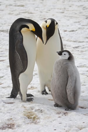 Emperor penguins