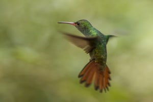 A rufous-tailed hummingbird