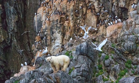 Young male polar bear rests and hunts nesting seabirds on rocky cliff of Coburg Island, NW Passage, Nunavut, arctic Canada.