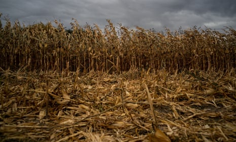 A corn field in Kokomo, Indiana. 