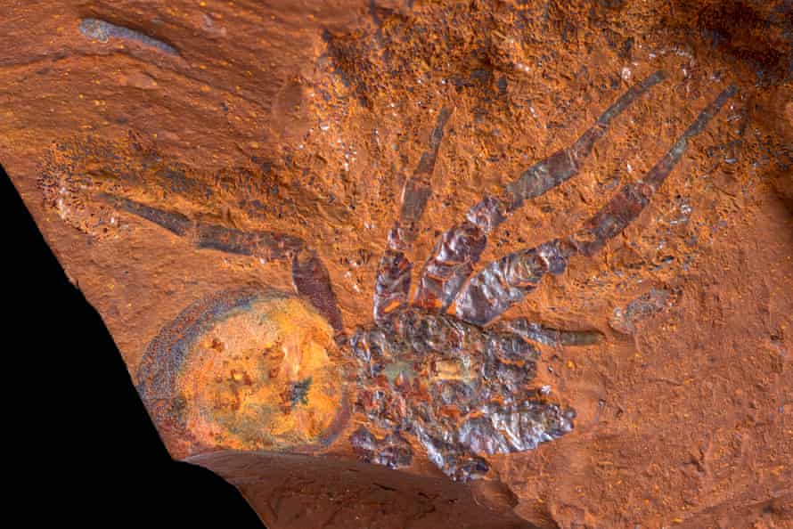 A McGraths Flat Fossil Trap Spider