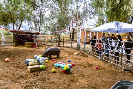 مردم در حال تماشای هیپوپاتاموس در یک محوطه