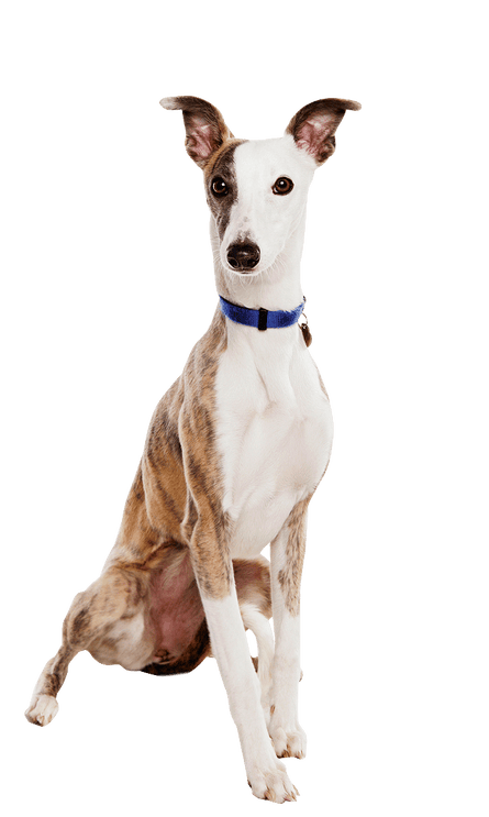 Brown and white whippet
