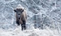 A European bison in a snowy scene