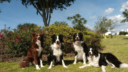 Four collie-type dogs in a park or garden in front of bushes; three are sitting on their haunches and one lying down. Three are black and white and one brown and white. All look alert and lively.