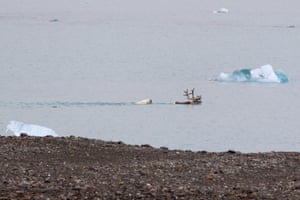 A female polar bear chasing a reindeer in water off the Svalbard archipelago, Norway.